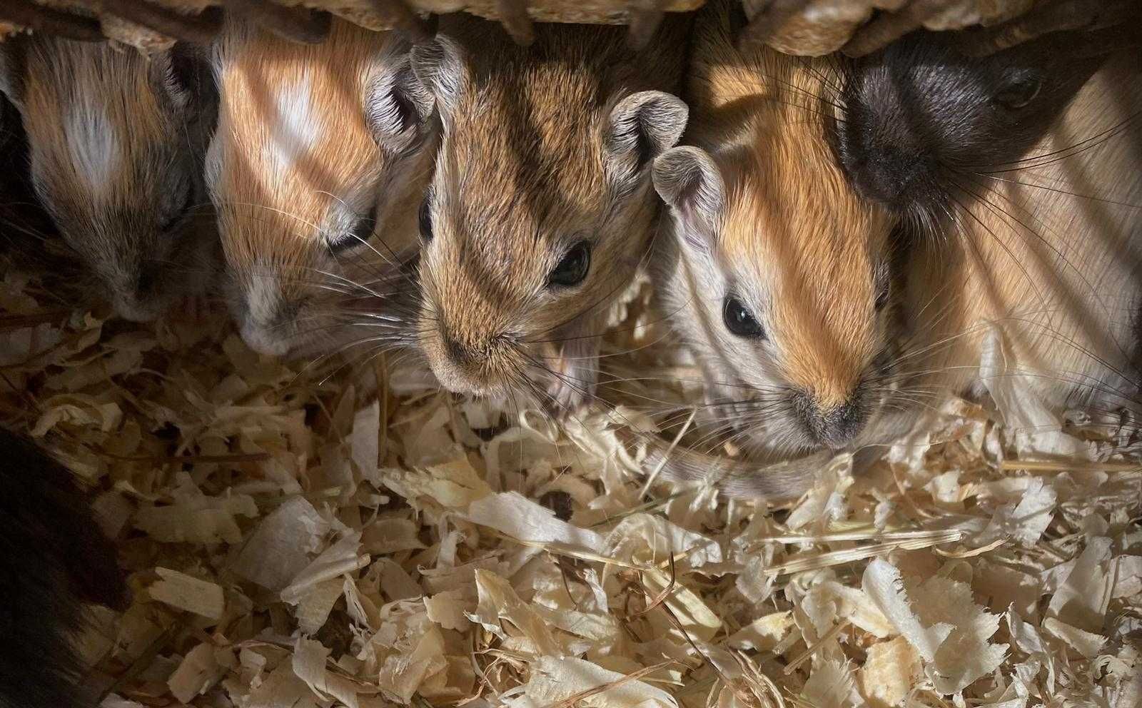 Mysz, Mastomysz,Myszoskoczek,Popieliczka,Koszatniczka TINA ZOO Zabrze