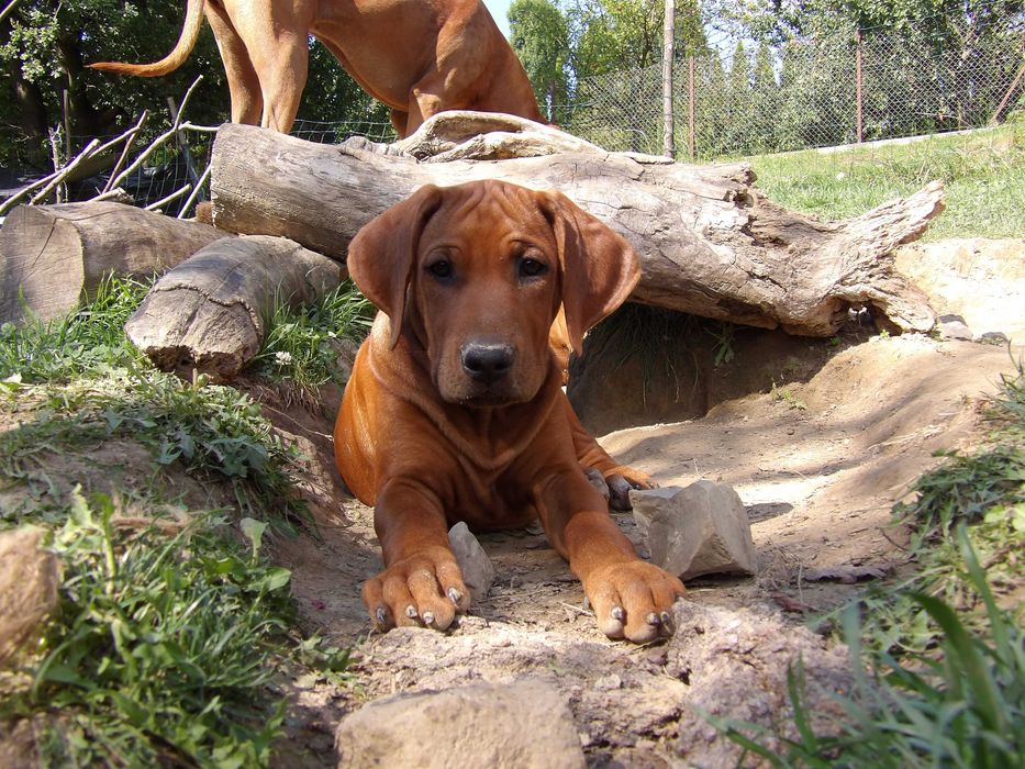 Wyjątkowy Rhodesian Ridgeback ZKwP/FCI – szczeniak z top rodowodem