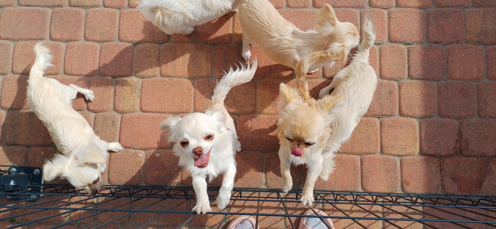 Piesek chihuahua FCI
