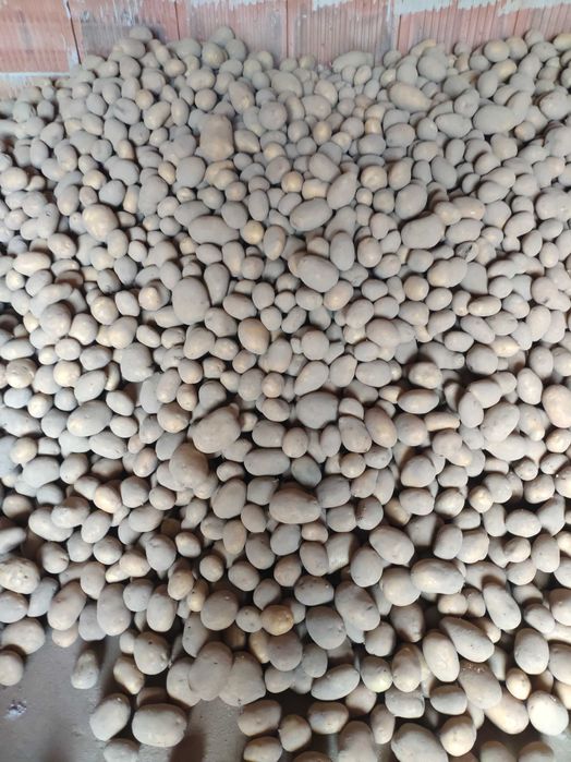 Ziemniaki kartofle Soraya możliwy dowóz busem