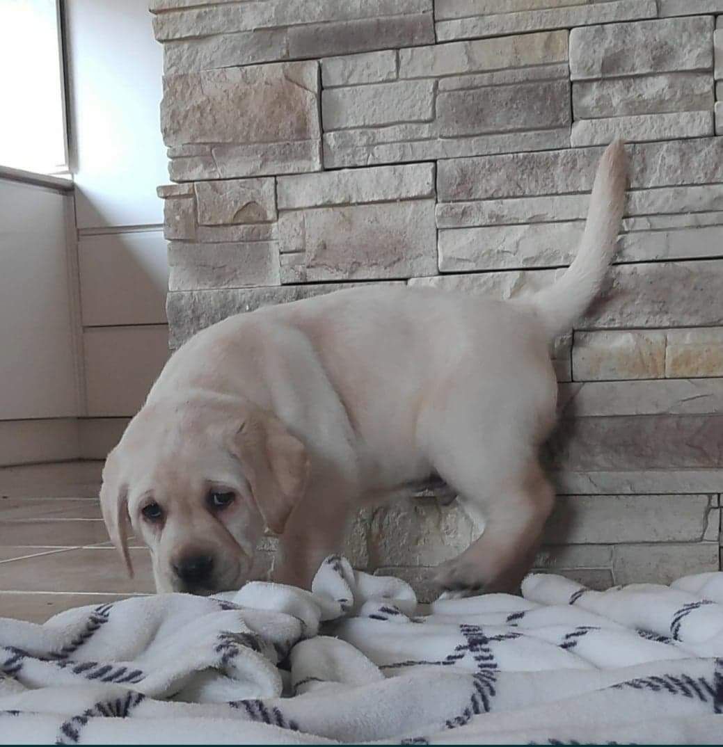 Labrador retriever