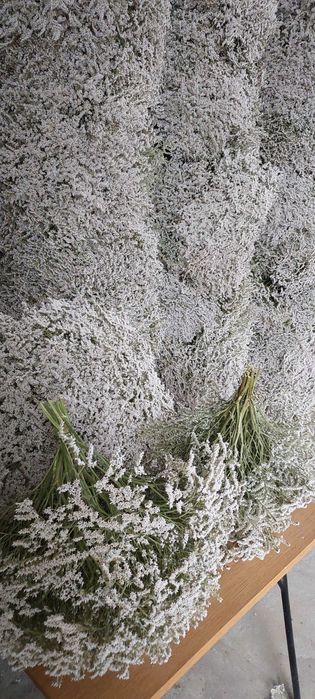 Zatrwian tatarski Limonium tataricum statycja