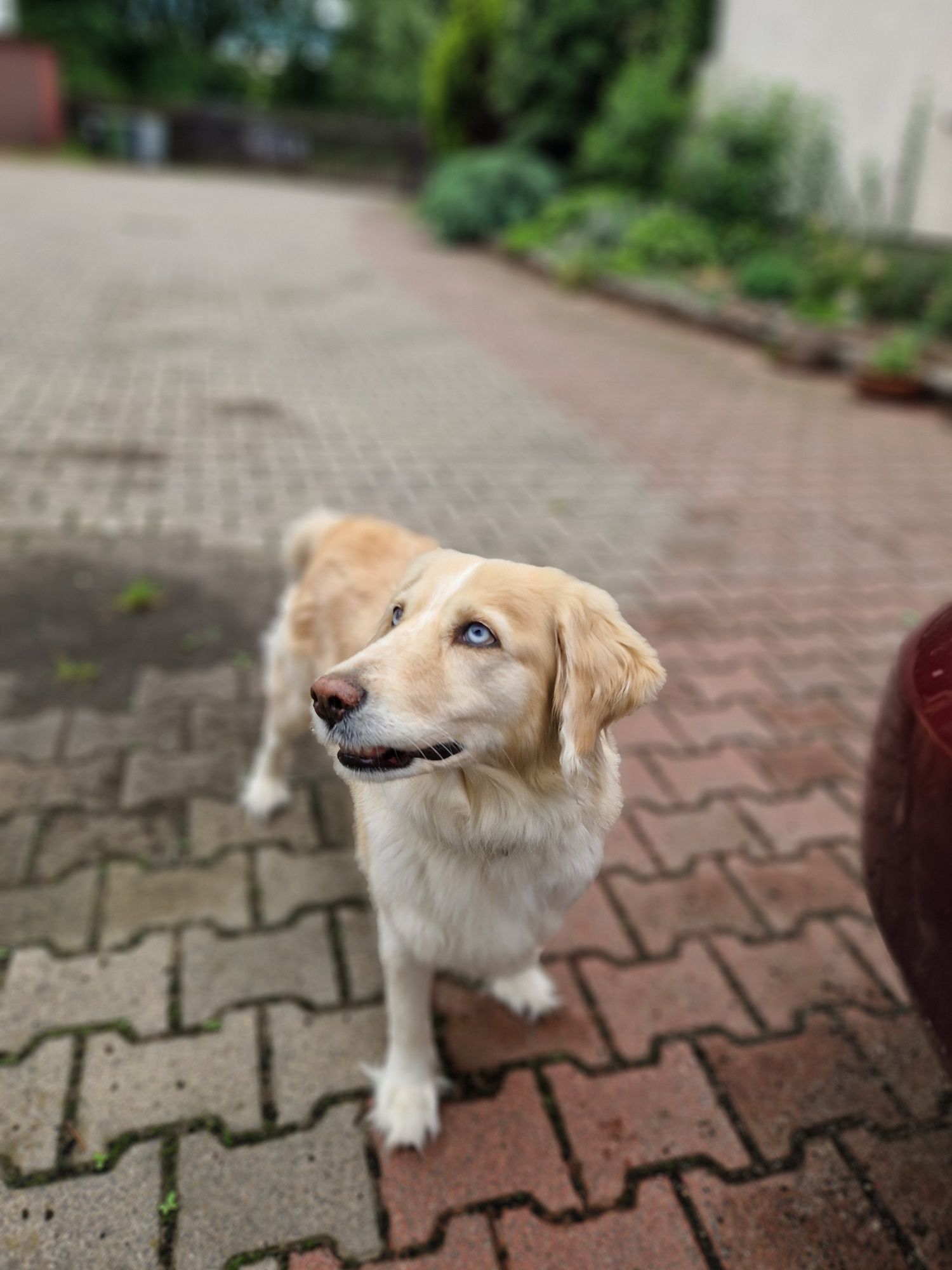 Nelly suczka goberian do adopcji golden husky