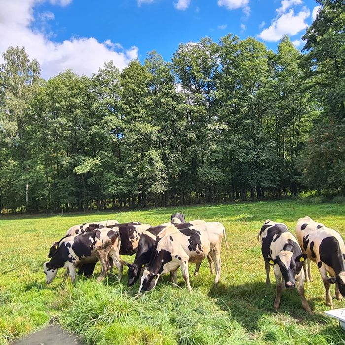 Jałówki HF z pod oceny. Likiwdacja gosopdarstwa.