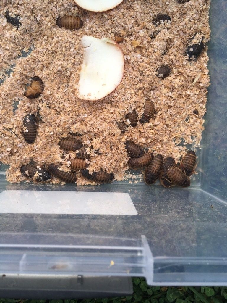 Dubia dubie karaczany argentyńskie 3cm 100 sztuk