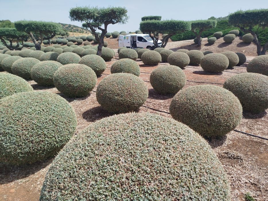 Limpeza de terrenos e jardins