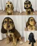 Chlopak cocker spaniel angielski czarny podpalany badania genetyczne