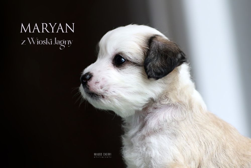 Chiński grzywacz piesek