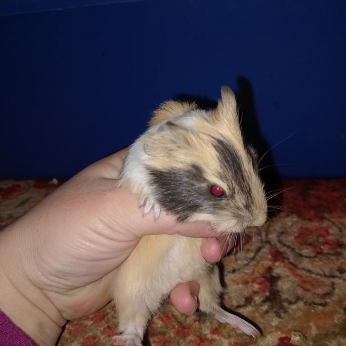 Морські свинки найкращі  домашні пухнастики,морские свинки