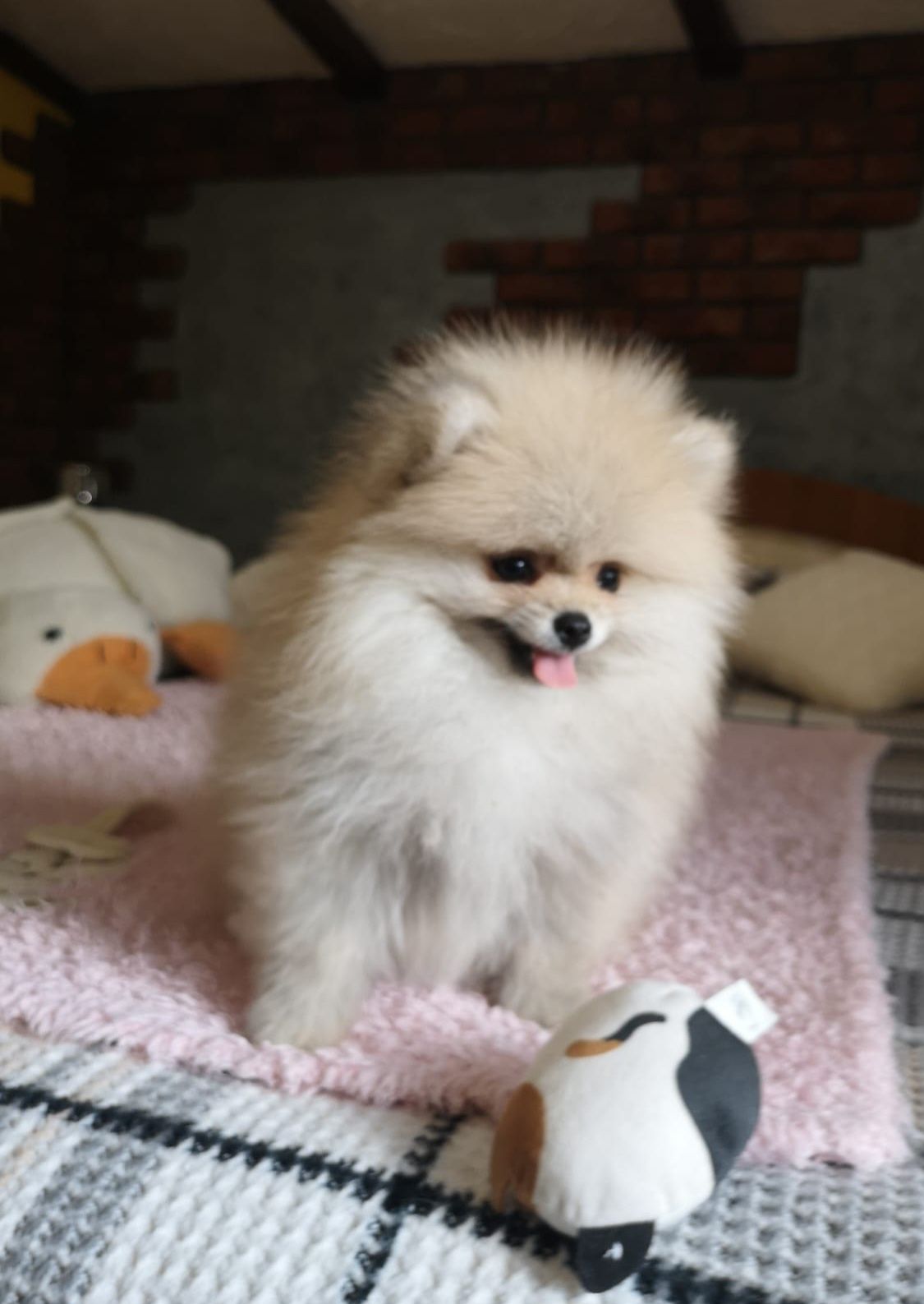 Szpic miniaturowy pomeranian