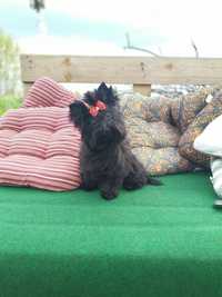 Yorkshire terrier black piesek