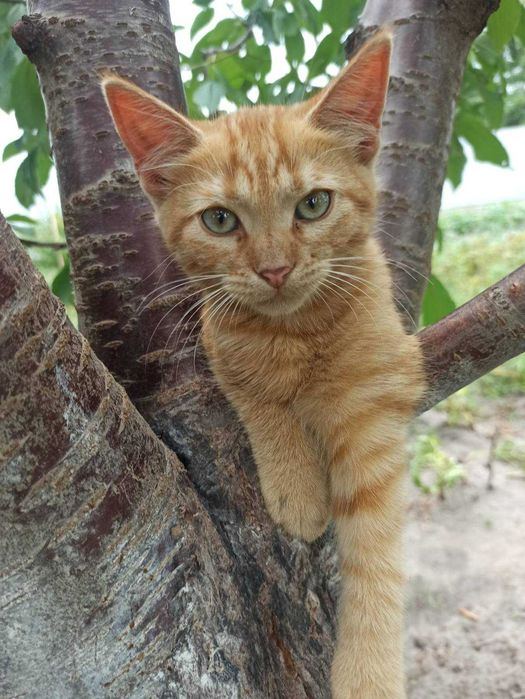 Віддам добрим людям дуже симпатичну кицьку