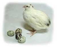 інкубаційне яйце оптом та вроздріб