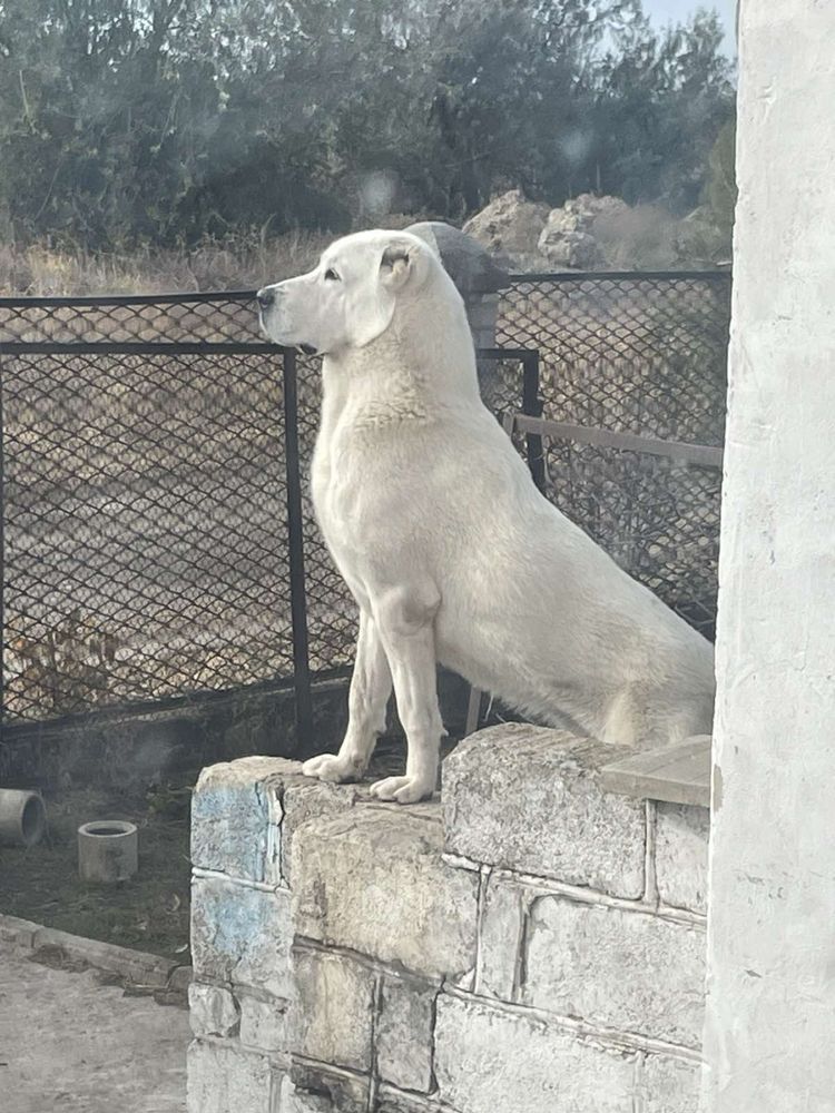 Вязка алабая САО Кривой Рог