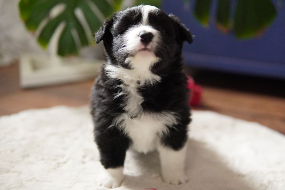 Border Collie  suczka ZKwP/FCI