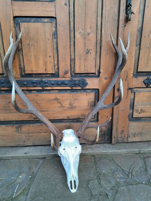 Wieniec poroże rogi zrzuty 12stak