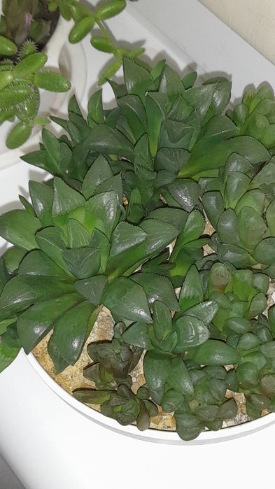 Суккуленты : Хавортия , гастерия  и...