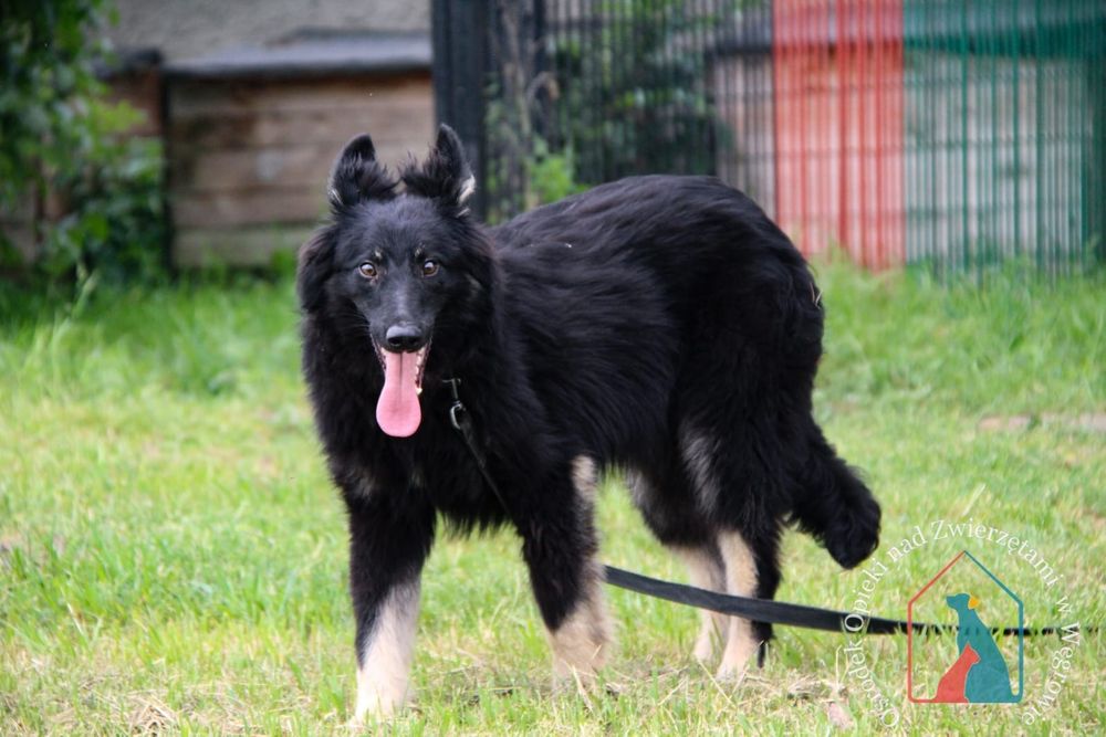 Noli 65/24 - SZUKA DOMU!