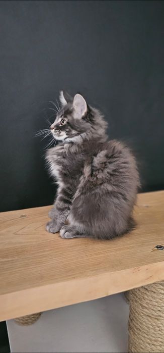 Kocurek Maine coon