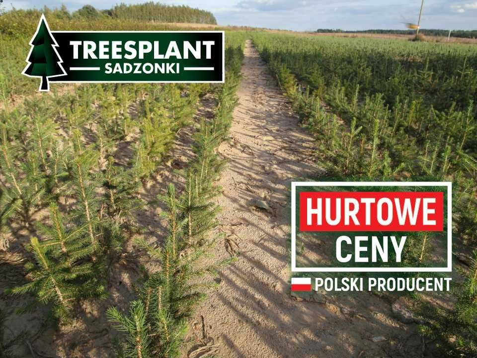 Świerk Pospolity Szkółkowany 20-30cm PRODUCENT / Srebrny Jodła Thuja