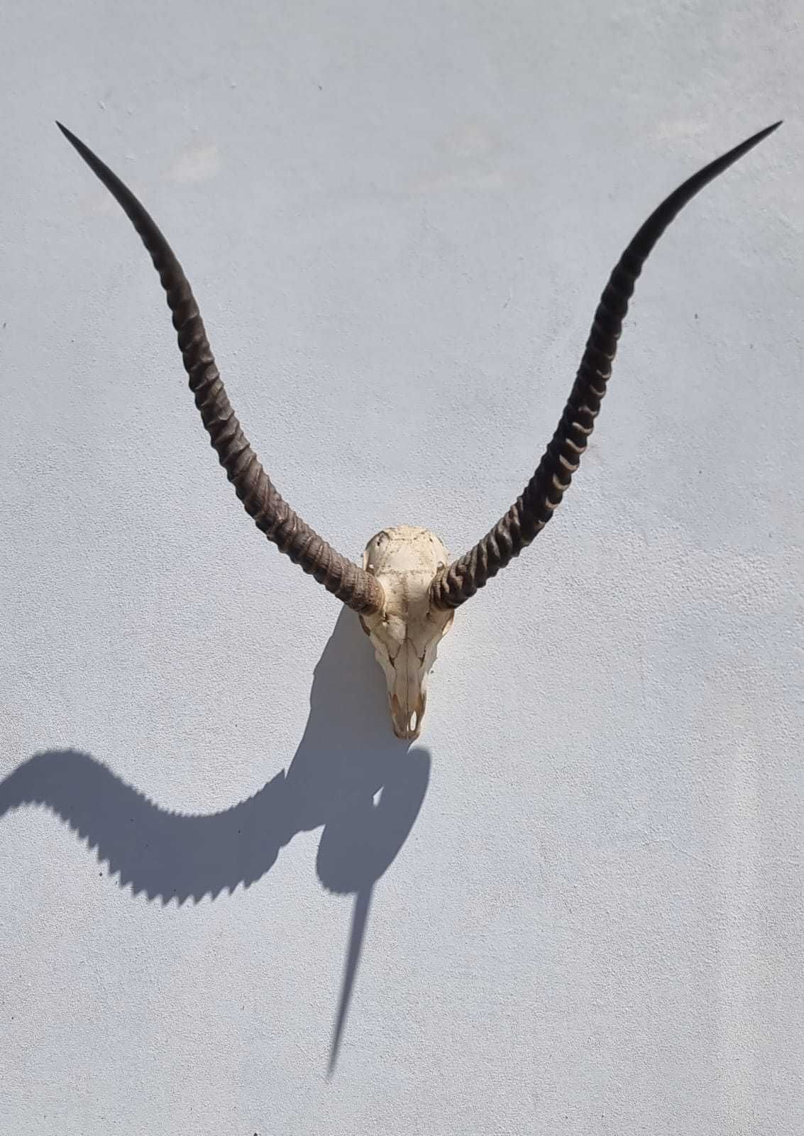 African horns for Sale