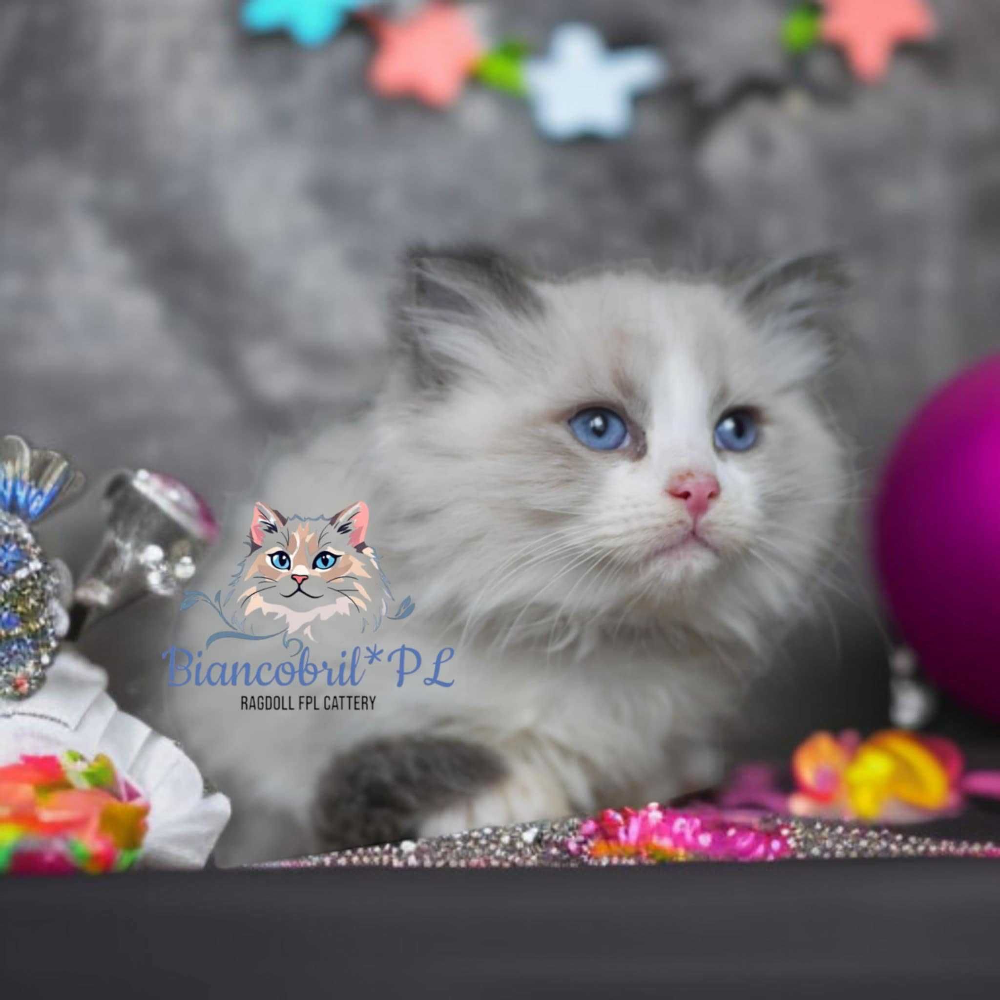 Ragdoll uroczy kocurek hodowlany po Championie, FPL, FIFE