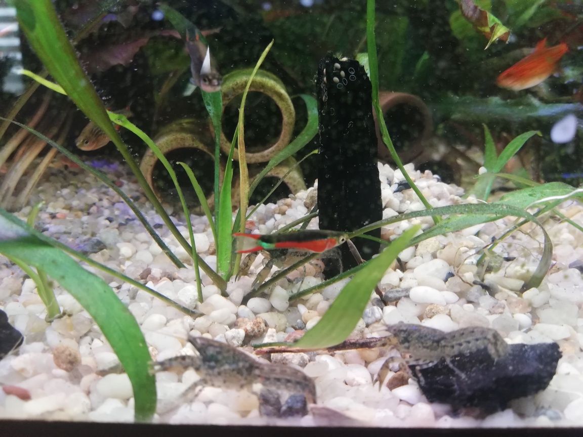 Mini raczki do akwarium