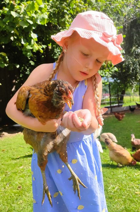 Ekologiczne jajka z certyfikatem