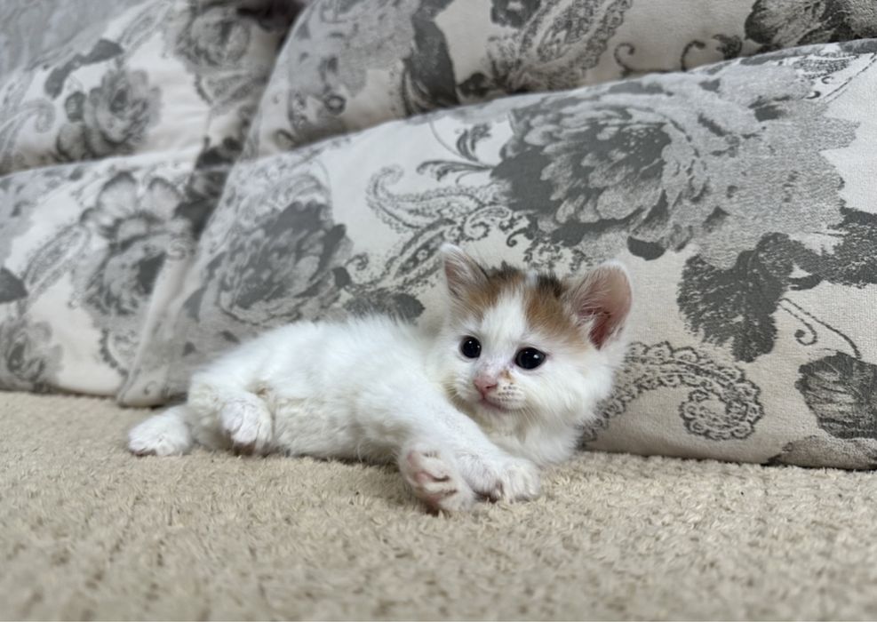 Сибирячки малыши )