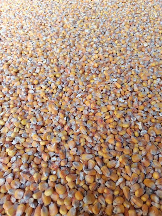 Sprzedam kukurydzę sucha z zbiorów 2025 Przenica