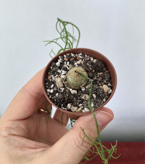 Bowiea volubilis kaudeks caudex