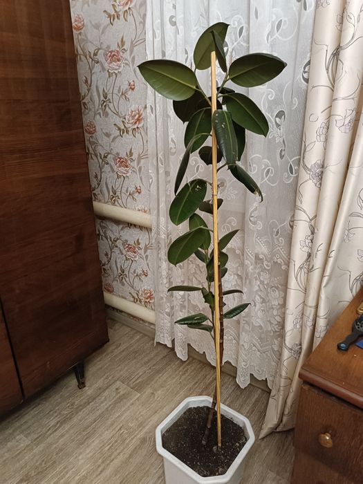 Фікус широколистий