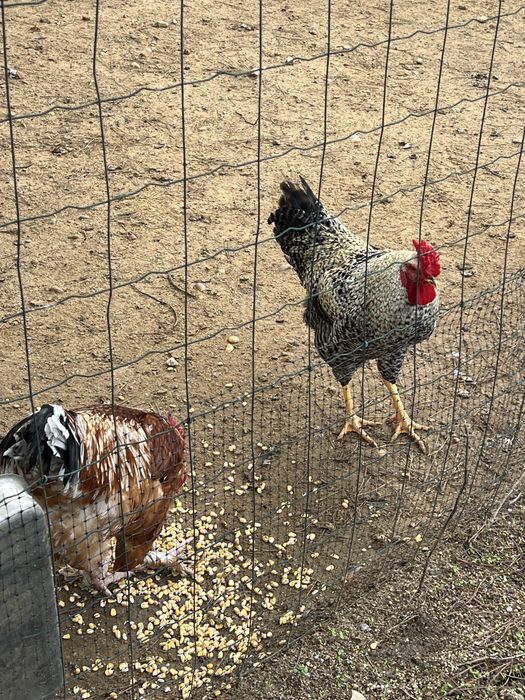Galos e frangos caseiros