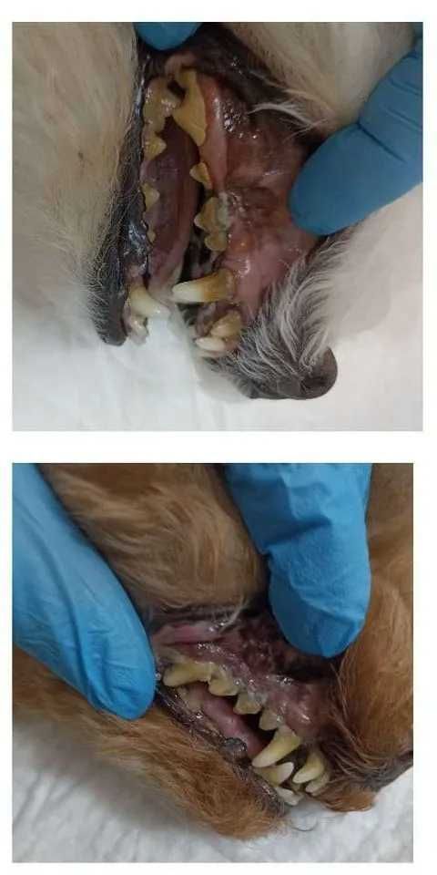 Стерилізація кішок та собак вдома Чищення зубів