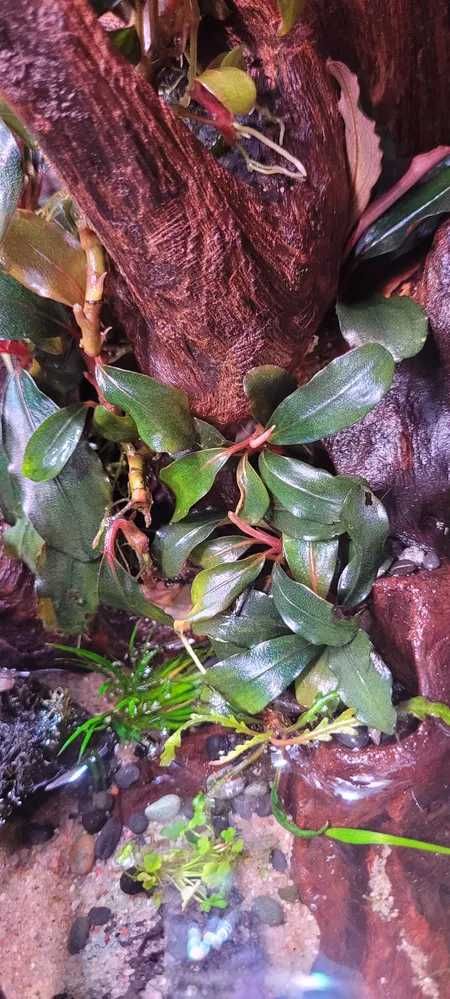 Bucephalandra midnight blue