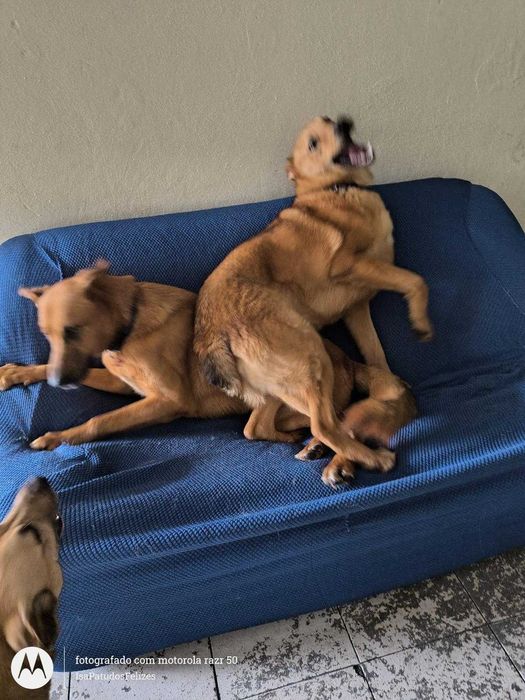 Machos de 1 ano para adoção responsável