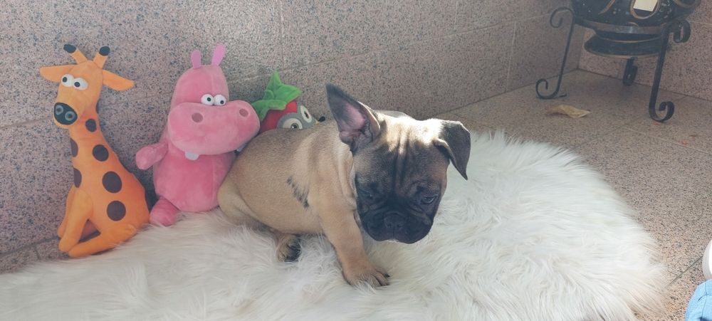 Bulldog francês bebé