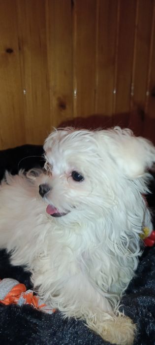 Mini sunia maltanczyk