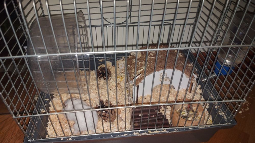 Хомяк джунгарський