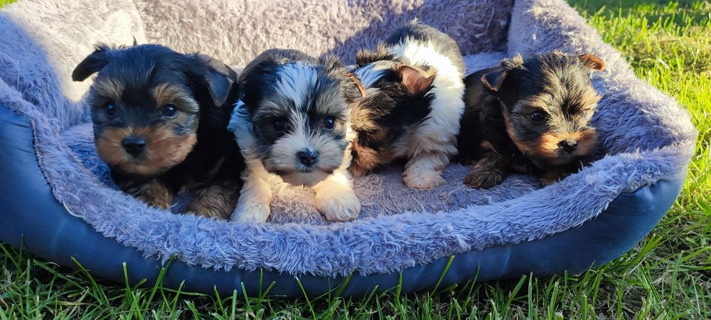 Yorkshire terrier suczka biewer