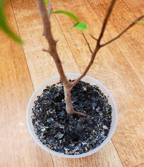 Домашній фікус бонсай наташа дерево мірт мініатюрне