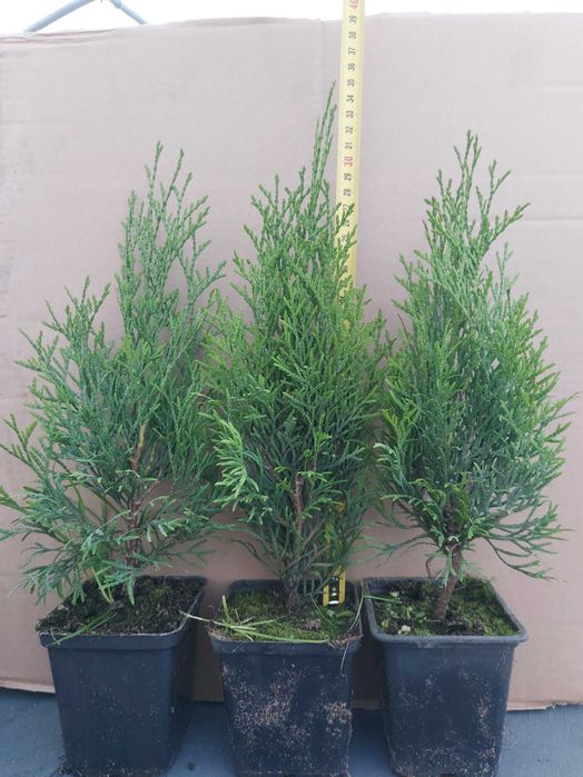 Tuja Thuja Tuje Szmaragd