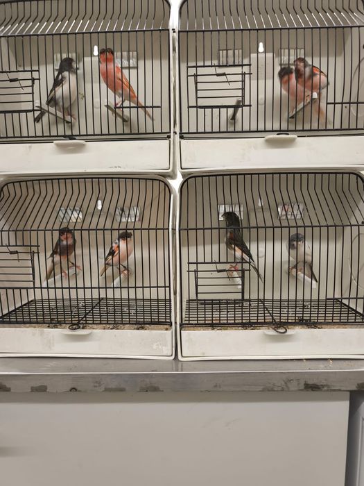 Canários arlequim português