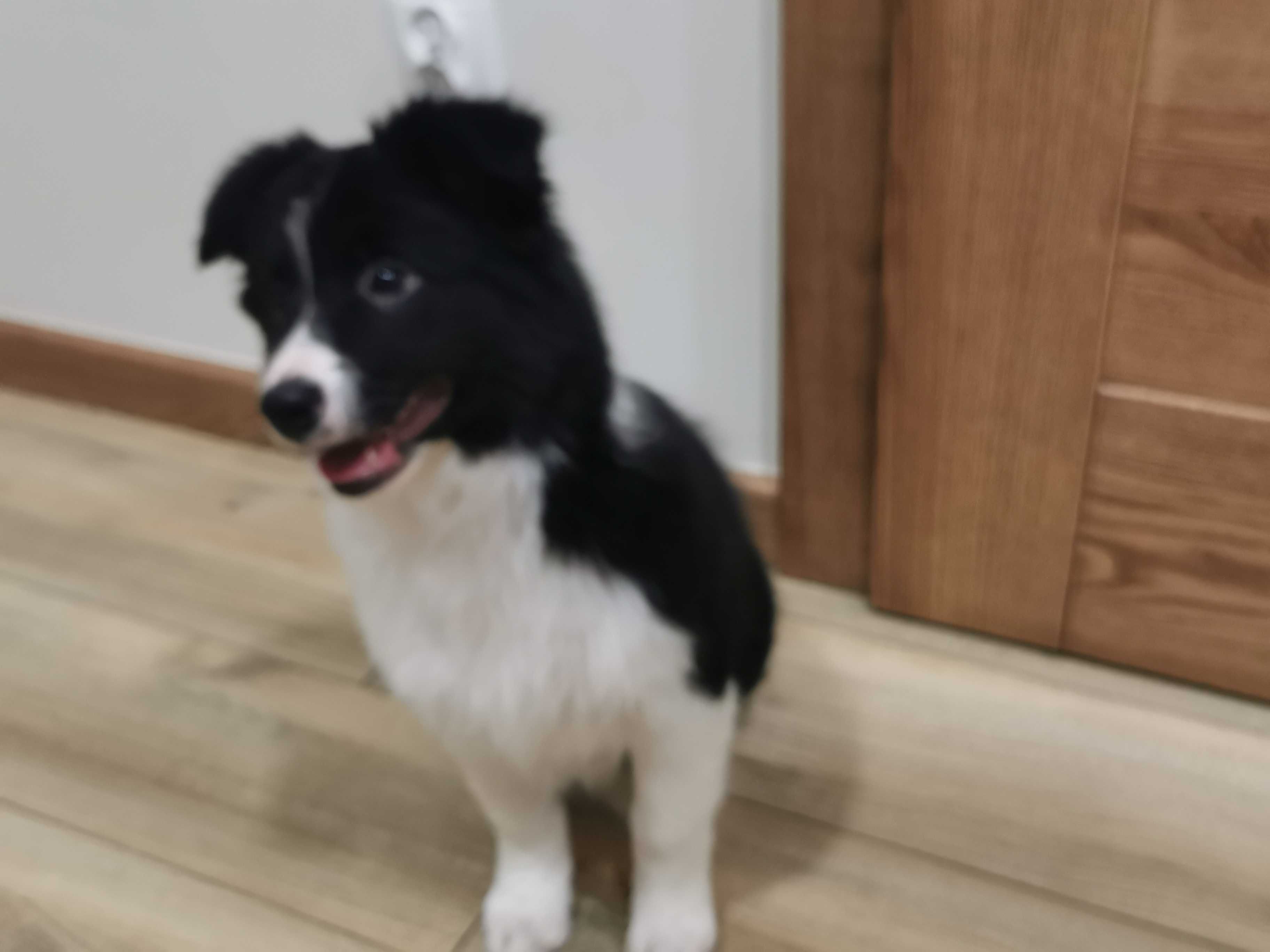 Border collie piesek szczeniak