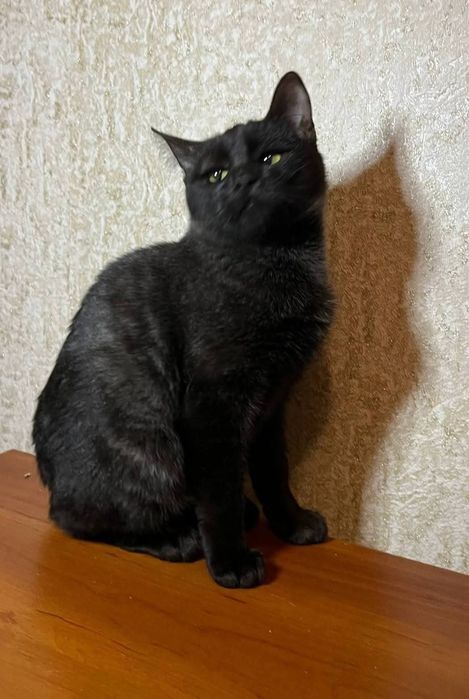 Отдам_ кошки_ котята_ лия