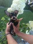 Pinczer miniaturowy ratlerek