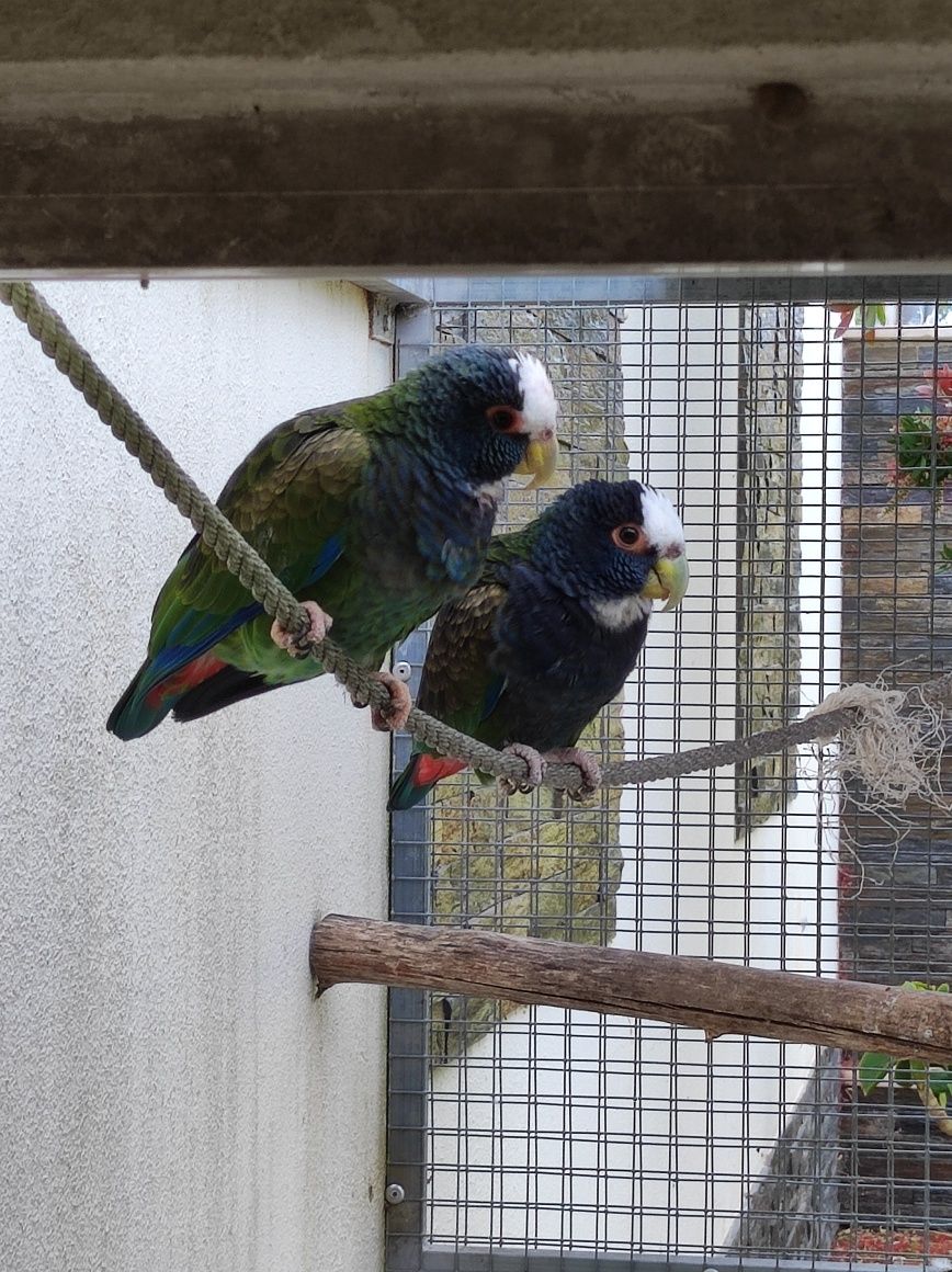 Pionus Senilis -casal
