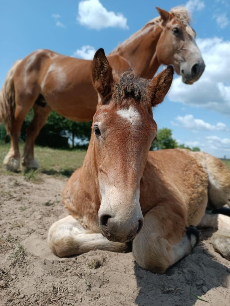 Klacz zimnokrwista kobyła odsadek deresz