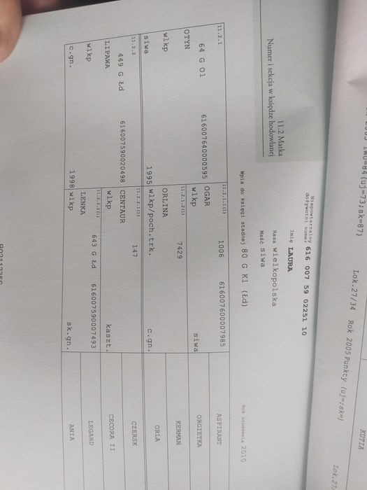 Klaczka wlkp Lady Secret