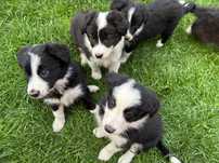 Border Collie wyjątkowo piękna suczka z rodowodem